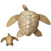 Baby Turtle Adult Turtle